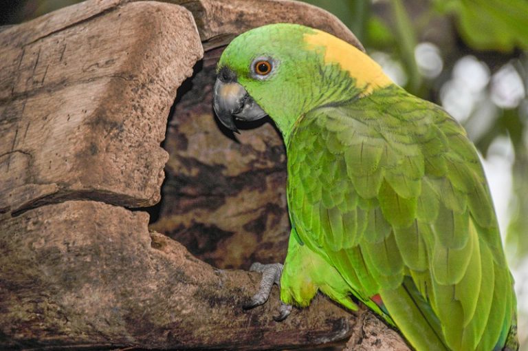 Yellownaped Amazon facts, Care as Pets, Pictures