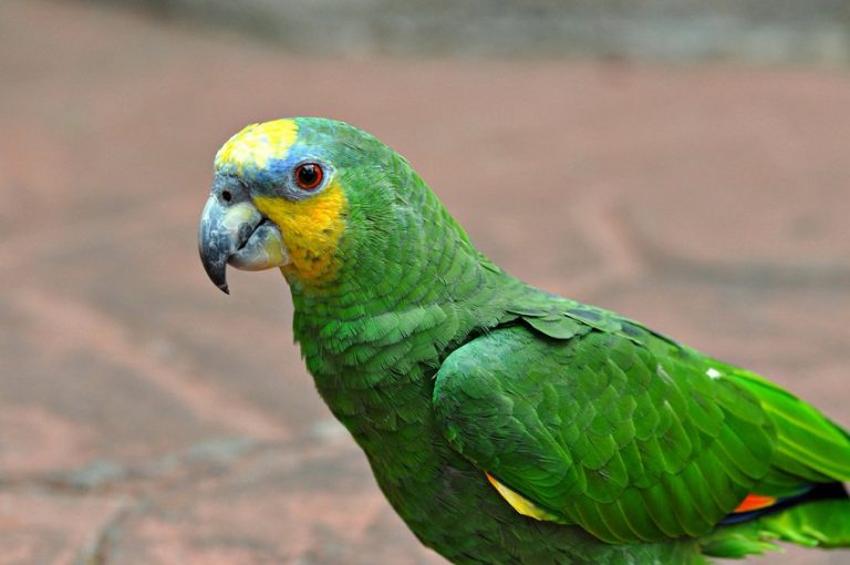Orangewinged Amazon facts, Care as Pets, Pictures
