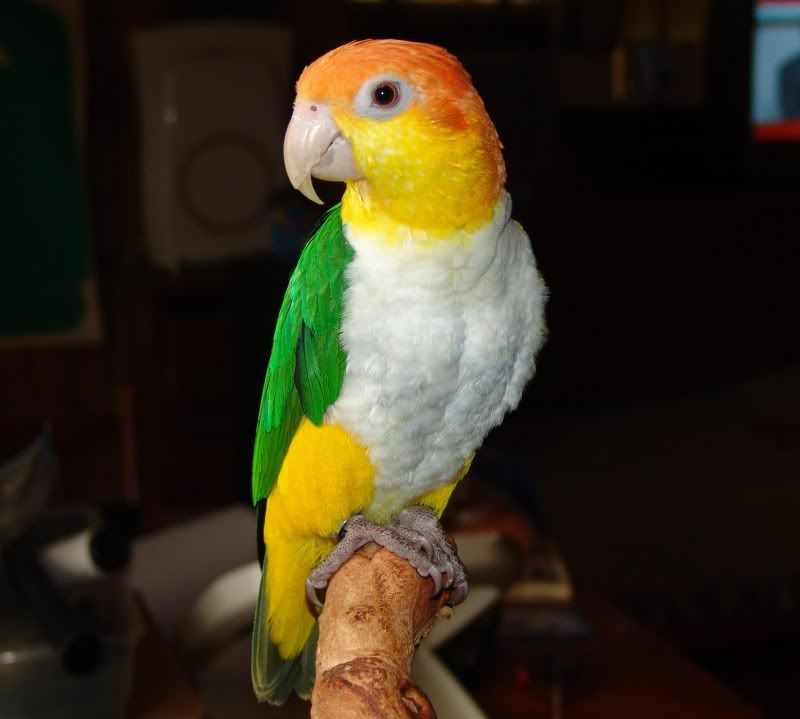 White-bellied Caique facts, Care as Pets, Pictures