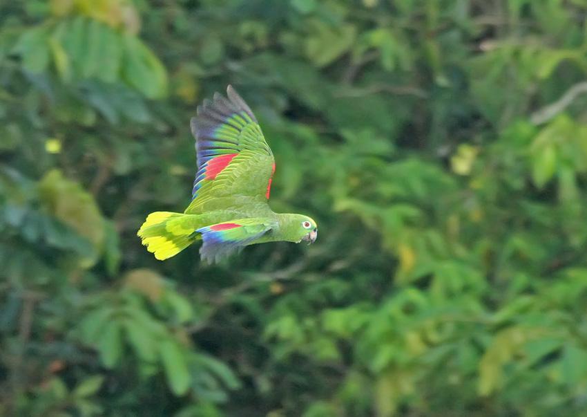 yellow headed amazon flying