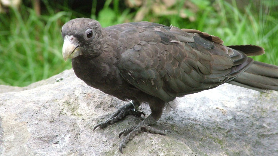 Vasa Parrot (Black Parrot)