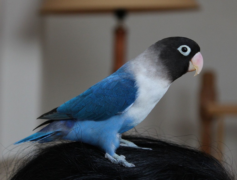 Økonomi oversættelse Uforglemmelig Blue-masked Lovebird Facts, Care as Pets, Feeding, Pictures and Video