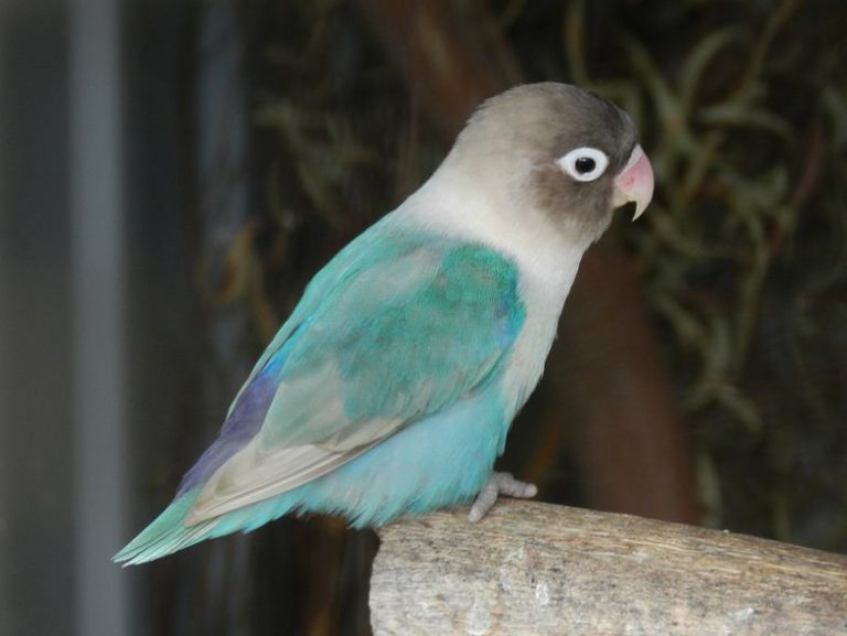 Blue-masked Lovebird Facts, Care as Pets, Feeding, Pictures and Video