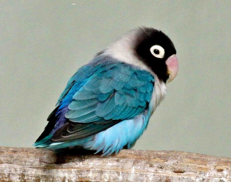 blue lovebird