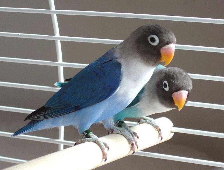Blue-masked Lovebird Facts, Care as Pets, Feeding, Pictures and Video