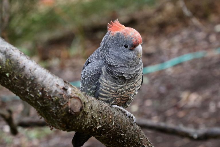 gang gang cockatoo for sale victoria
