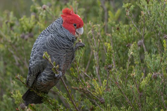 gang gang cockatoo diet