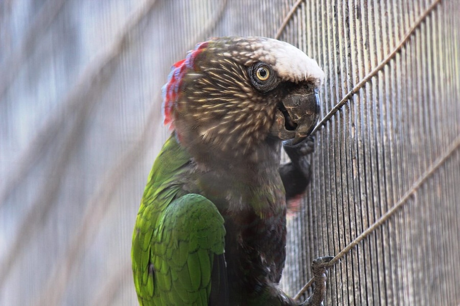 Image result for hawk headed parrot lifespan