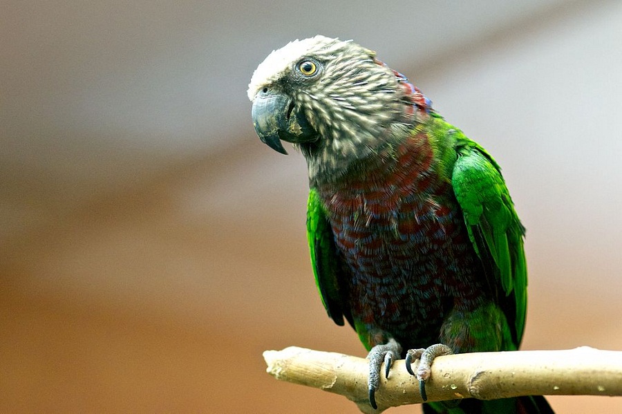 Hawk-headed Parrot