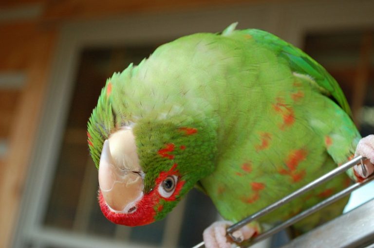 Mitred Conure Facts, Care as Pets, Lifespan, Images, Video