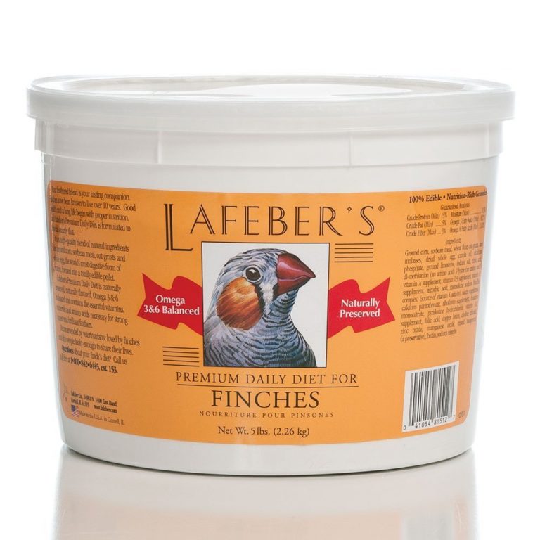 What Do Finches Eat and How To Feed Them