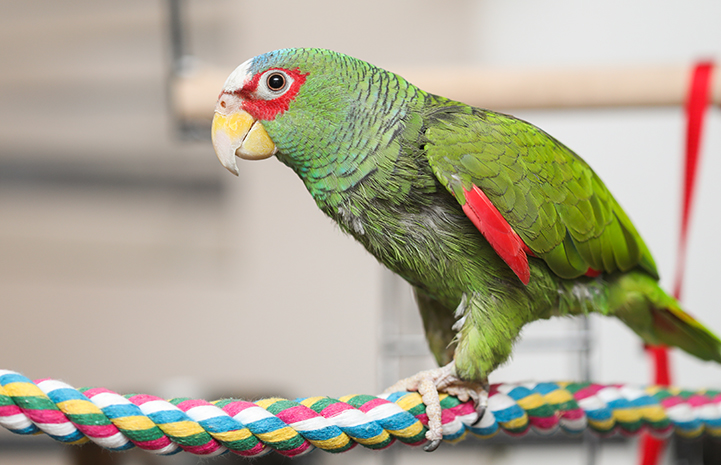 White-Fronted Amazon