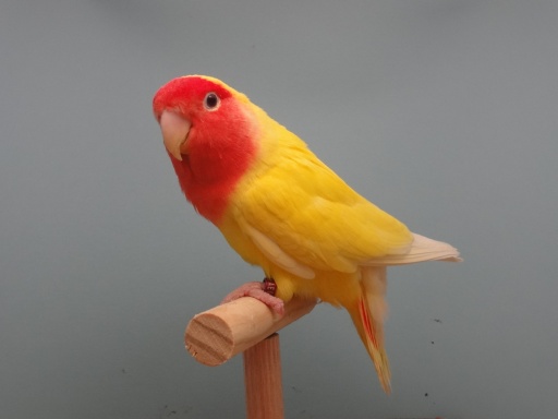 lutino fischer lovebird