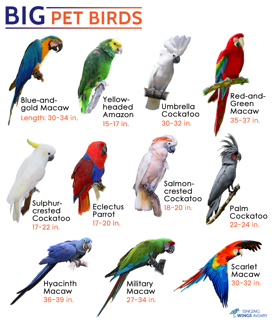 Big Pet Birds – Facts, List, Pictures