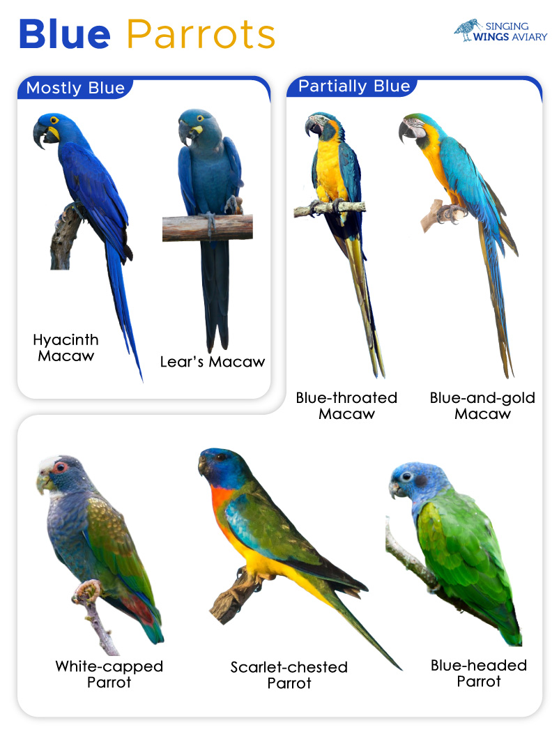 Blue Parrots – Facts, List, Pictures