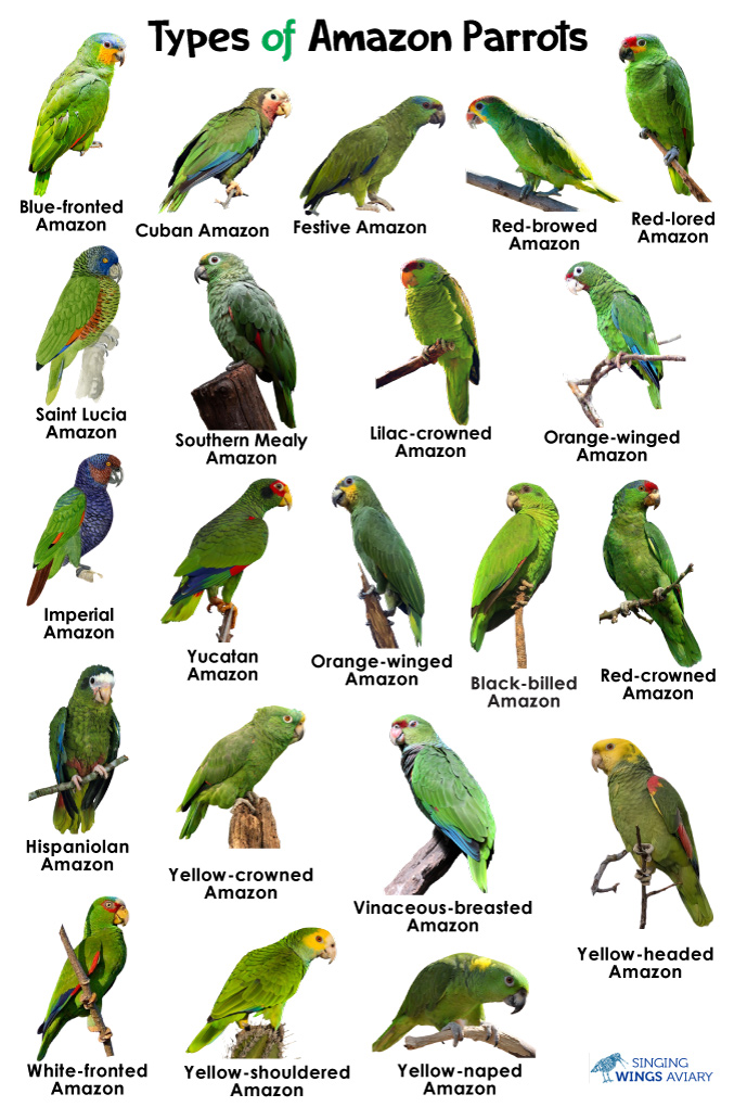 Types of Amazon Parrots