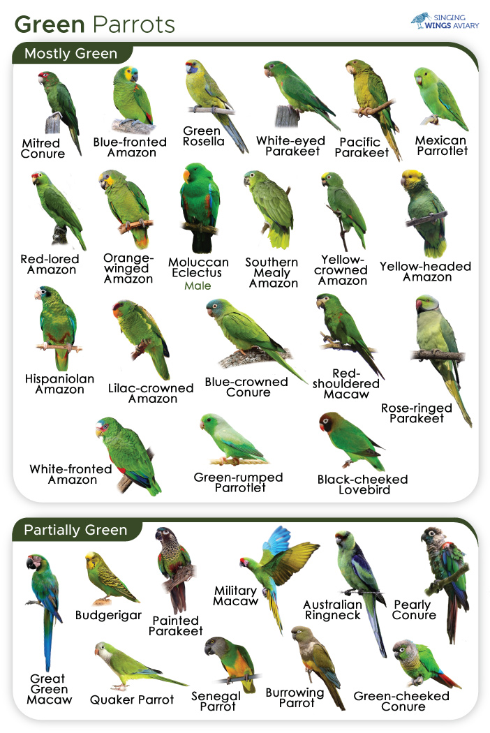 Types of Parrots: 15 Most Popular Parrot Species in World