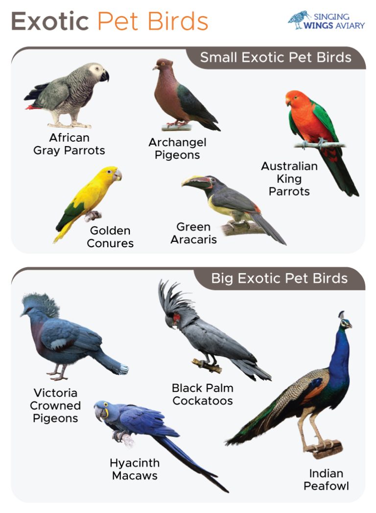 Picture of List of Exotic Pet Birds With Pictures