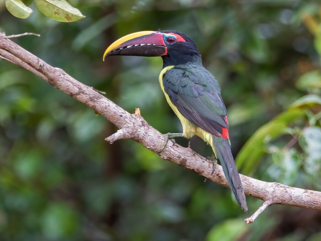 Green Aracari