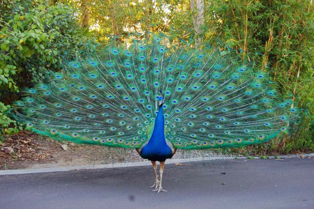 Indian Peafowl