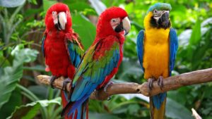 Macaws