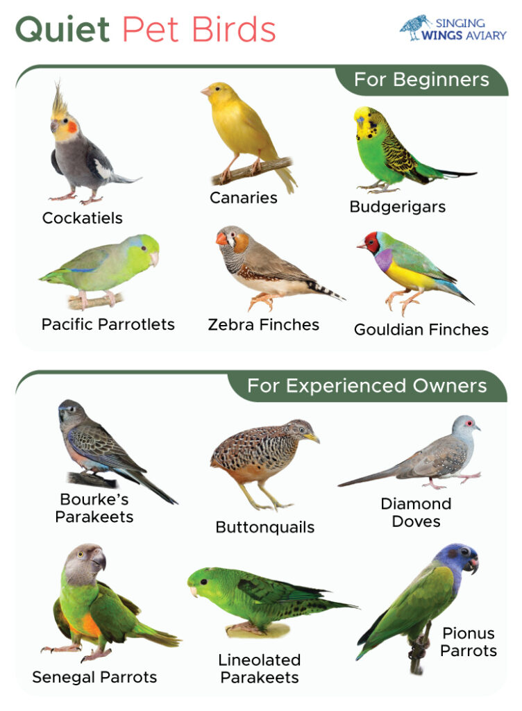 Quiet Pet Birds
