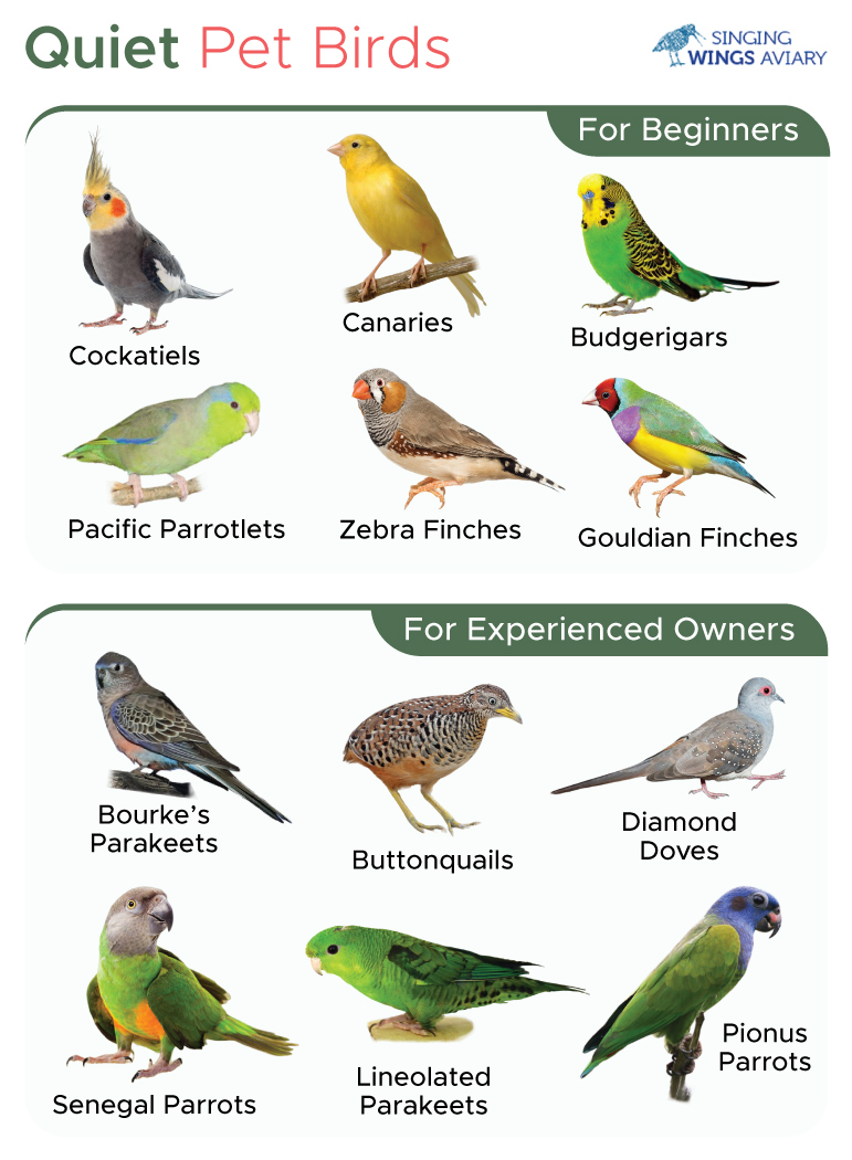 Quiet Pet Birds - List & Pictures