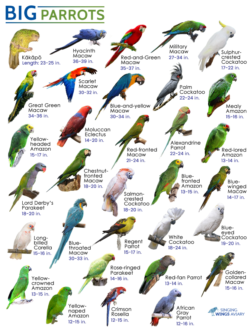 Pet Parrots Breeds The Best Types Of Parrot Suitable For Breeding At